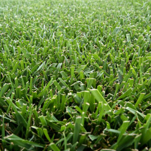 Tall Fescue