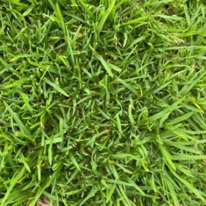 Kikuyu