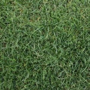 Fine Fescue
